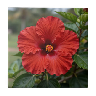 Lebendiger roter Hibiskus tropische Blüte Fliese