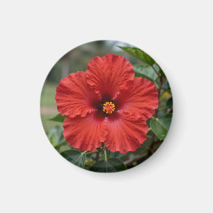 Lebendiger roter Hibiskus tropische Blüte Magnet