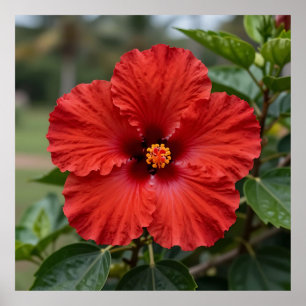 Lebendiger roter Hibiskus tropische Blüte Poster