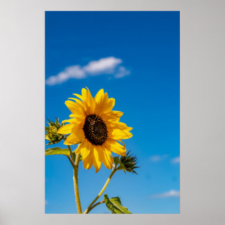 Lebendiger Sonnenblumenblütenposter Poster