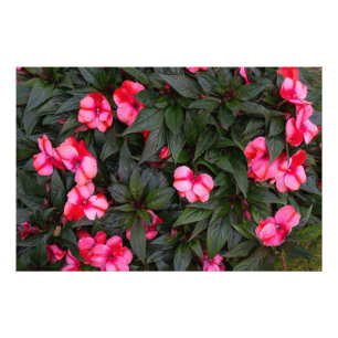 Lebendiges Rosa New Guinea Impatiens-Blumenmuster Fotodruck