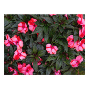 Lebendiges Rosa New Guinea Impatiens-Blumenmuster Fotodruck