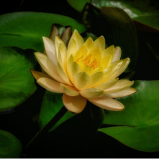 Lebendiges Trio Gelber Margeriten Puzzle