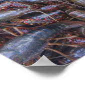 Lebendkrebs Poster (Ecke)