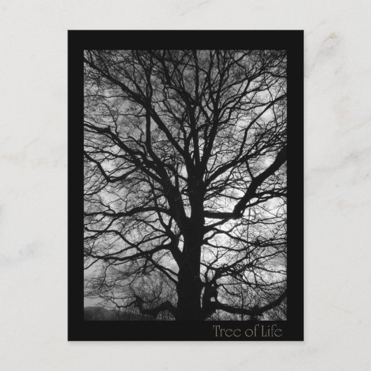 Lebensbaum - Baum des Lebens Postkarte (Vorderseite)