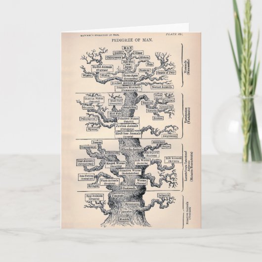 Lebensbaum / Pedigree des Menschen Karte (Vorderseite)