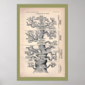 Lebensbaum / Pedigree des Menschen Poster (Vorne)