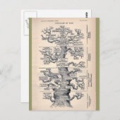 Lebensbaum / Pedigree des Menschen Postkarte (Vorne/Hinten)