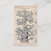 Lebensbaum / Pedigree des Menschen Visitenkarte (Rückseite)