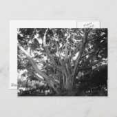 Lebensbaum Postkarte (Vorne/Hinten)