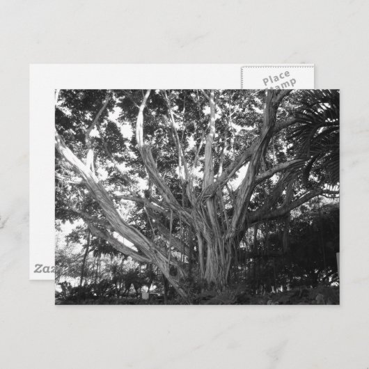 Lebensbaum Postkarte (Vorne/Hinten)