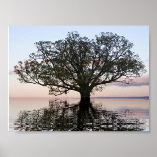 Lebensbaum (Reflektionen) Poster