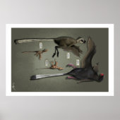 Lebensgröße Sansoriopterygien Poster (Vorne)