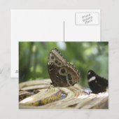 Lebensmittel für Schmetterlinge Postkarte (Vorne/Hinten)
