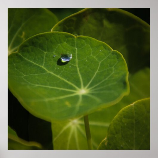 Lebenspunkt Poster (Vorne)