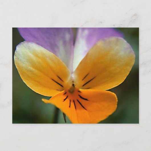 LEBENSREISE POSTKARTE (Vorderseite)