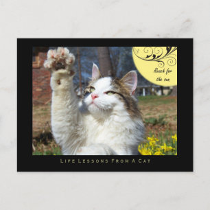 Lebensunterricht von einer Katzenpostkarte Postkarte