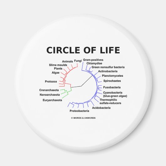 Lebenszirkel (Kreislauf-Phylogenetischer Baum) Magnet (Vorne)