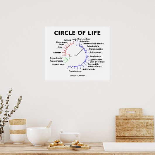 Lebenszirkel (Kreislauf-Phylogenetischer Baum) Poster (Küche)