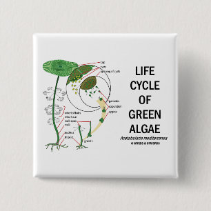 Lebenszyklus der grünen Algen Button