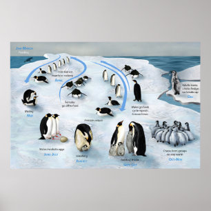 Lebenszyklus des Kaiserpinguin-Posters Poster