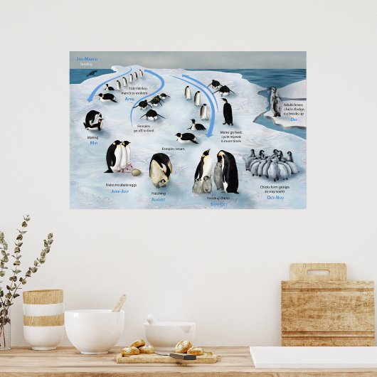 Lebenszyklus des Kaisers Pinguin Poster (Küche)