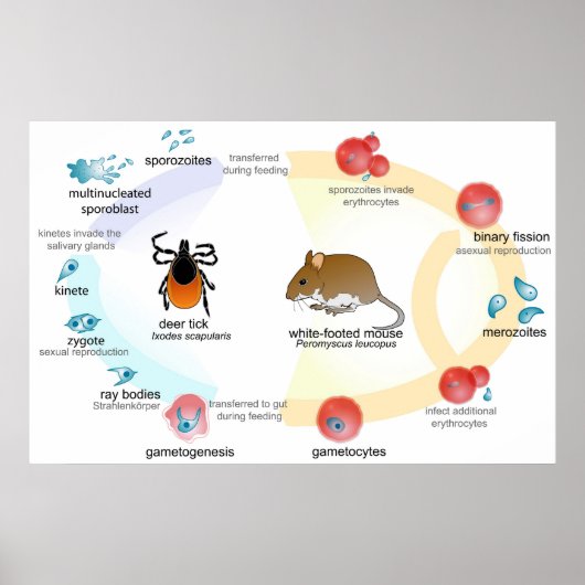 Lebenszyklus des Parasiten Babesia Poster (Vorne)