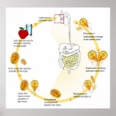 Lebenszyklus des Parasiten Giardia Lamblia Diagram Poster (Vorne)