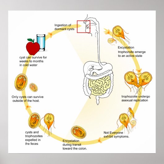 Lebenszyklus des Parasiten Giardia Lamblia Diagram Poster (Vorne)