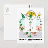 Lebenszyklus einer Blume (Angiosperm) Postkarte (Vorne/Hinten)