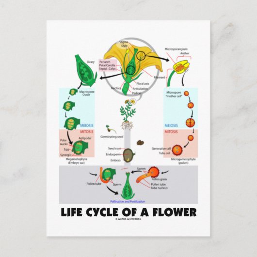 Lebenszyklus einer Blume (Angiosperm) Postkarte (Vorderseite)