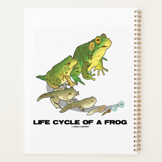 Lebenszyklus eines Frosches von Ei über Kaulquappe Planer (Rückseite)