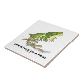 Lebenszyklus eines Frosches (von Ei zu Tadpole zum Fliese (Seite)