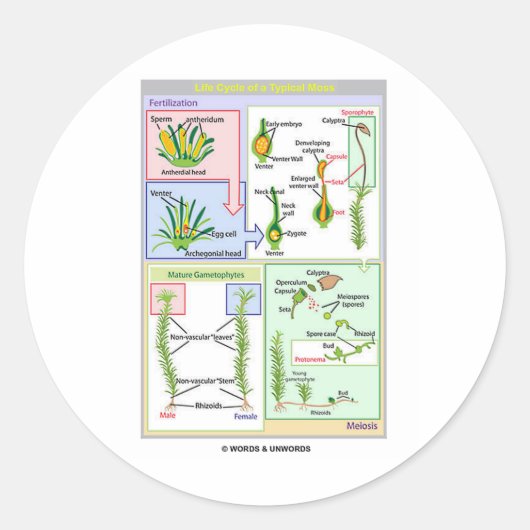 Lebenszyklus eines typischen Moos (Bryophyt) Runder Aufkleber (Vorderseite)