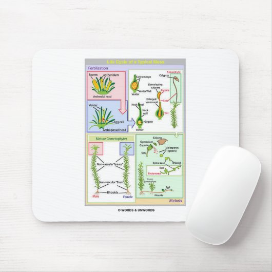 Lebenszyklus eines typischen Mooses (Bryophyte) Mousepad (Mit Mouse)