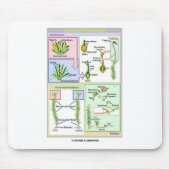 Lebenszyklus eines typischen Mooses (Bryophyte) Mousepad (Vorne)