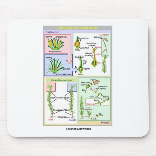 Lebenszyklus eines typischen Mooses (Bryophyte) Mousepad (Vorne)