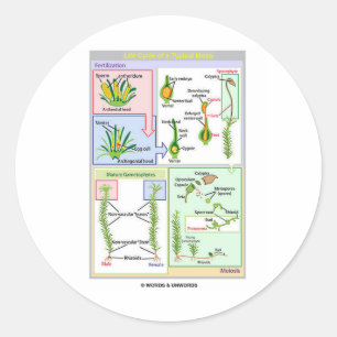 Lebenszyklus eines typischen Mooses (Bryophyte) Runder Aufkleber