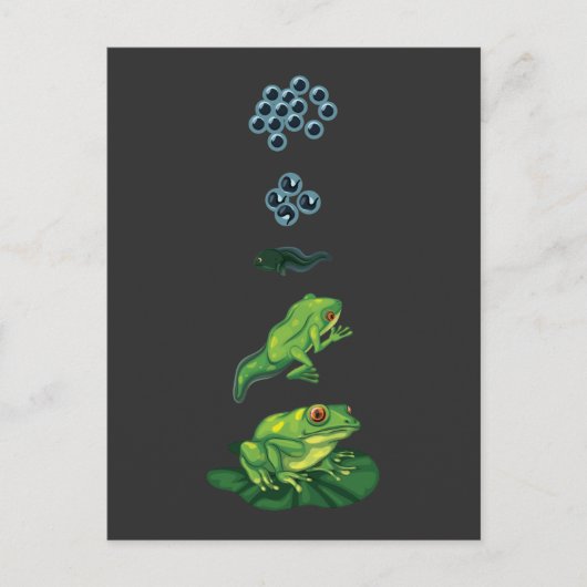 Lebenszyklus Frog Metamorphosis Ei Kaulquappen Fro Postkarte (Vorderseite)
