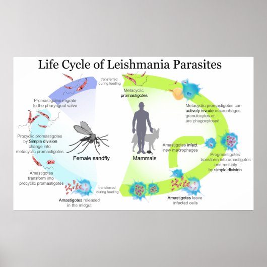 Lebenszyklus von Parasiten der Genus Leishmaniose Poster (Vorne)