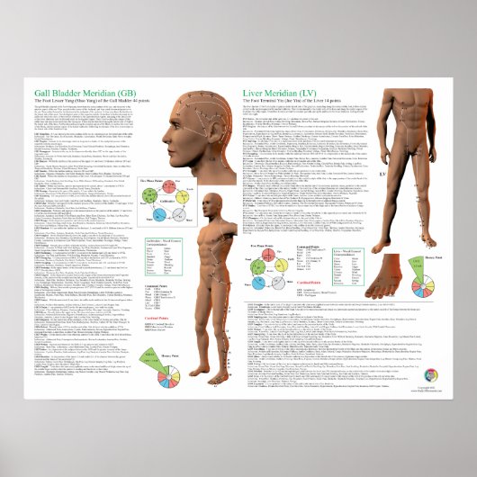 Leber-Meridian Akupunkturpunkte Poster (Vorne)