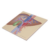 Leber-Transplantations-Verfahren Fliese (Seite)