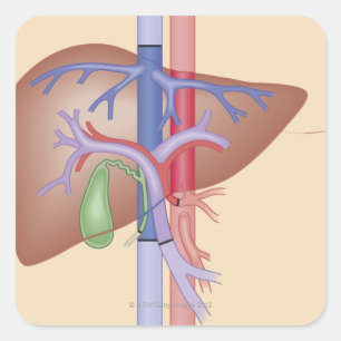Leber-Transplantations-Verfahren Quadratischer Aufkleber