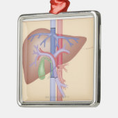 Leber-Transplantations-Verfahren Silbernes Ornament (Links)