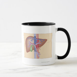 Leber-Transplantations-Verfahren Tasse