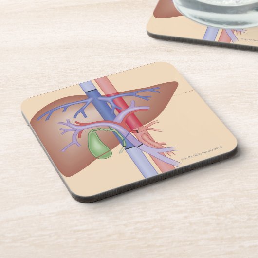 Leber-Transplantations-Verfahren Untersetzer (Linke Seite)