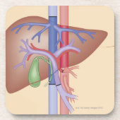 Leber-Transplantations-Verfahren Untersetzer (Vorderseite)