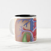 Leber-Transplantations-Verfahren Zweifarbige Tasse (Vorderseite Links)