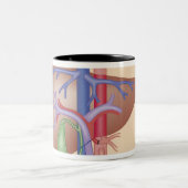 Leber-Transplantations-Verfahren Zweifarbige Tasse (Mittel)