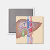 Lebertransplantation Magnet (Vorderseite/Rückseite)